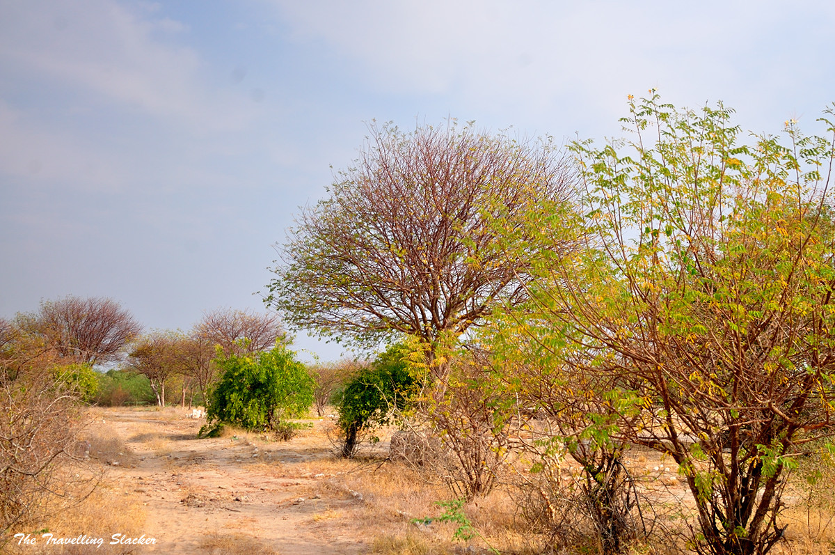 a dirt road with trees on both sides