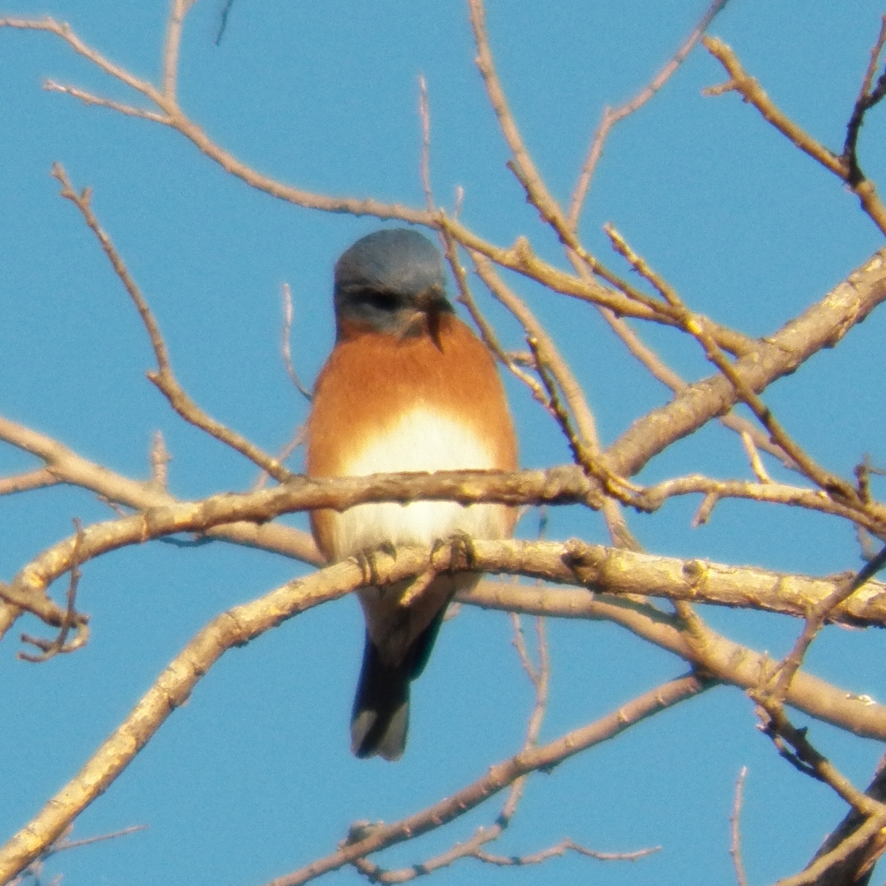 a small bird on a tree nch looking at the camera