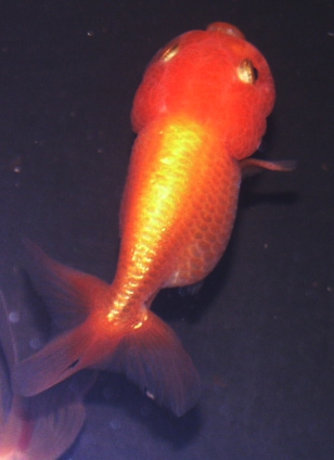 a yellow and orange fish sitting on top of a dark blue tank