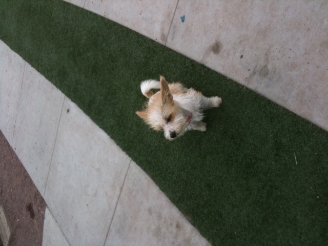 a small dog sitting on a green patch of artificial grass