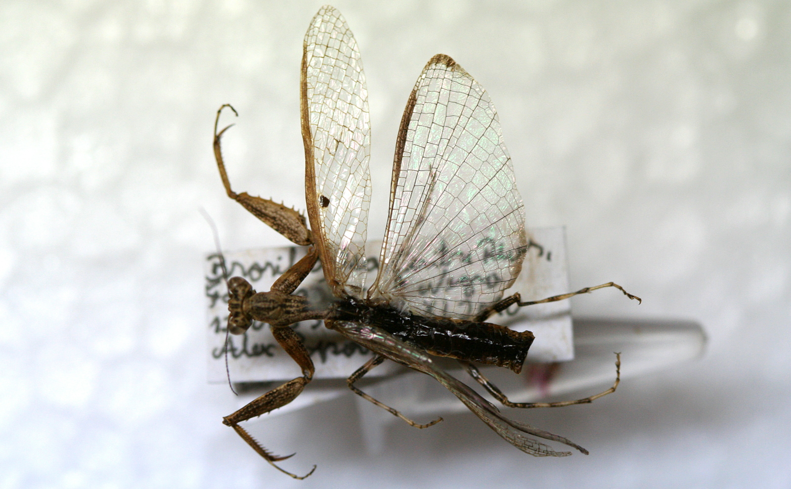 the fly insect is laying down on its back