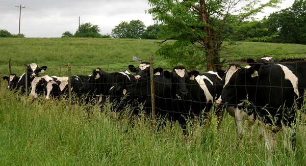 a herd of black and white cows near a fence