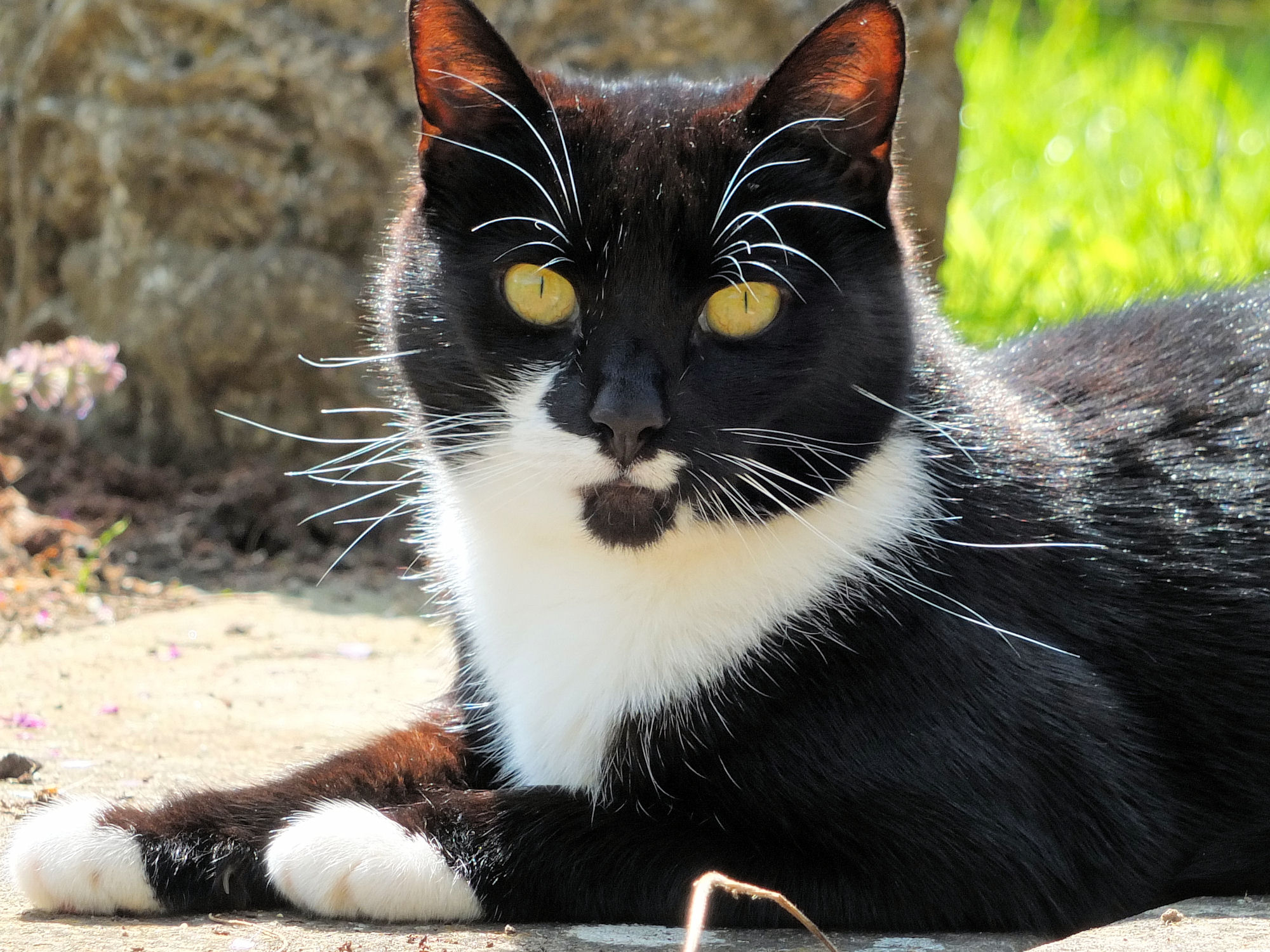 a cat sits on the sand with his head turned