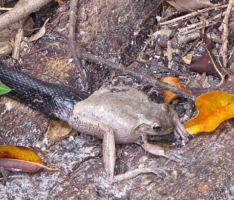 a small brown and black frog on a ground with leaves