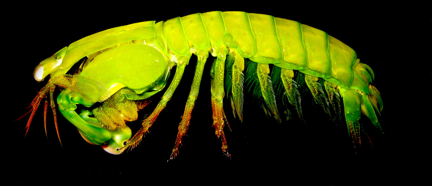 close up of a large green bug sitting on top of a leaf