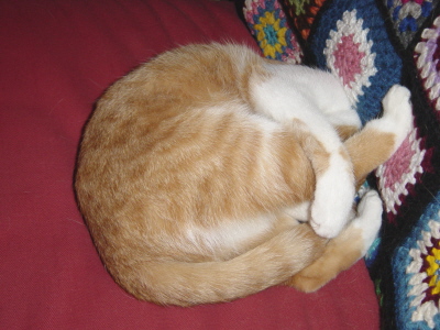 orange tabby cat curled up on colorful cushion