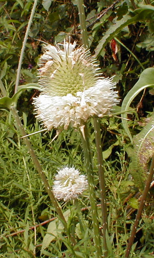 some white wild flowers growing in the grass