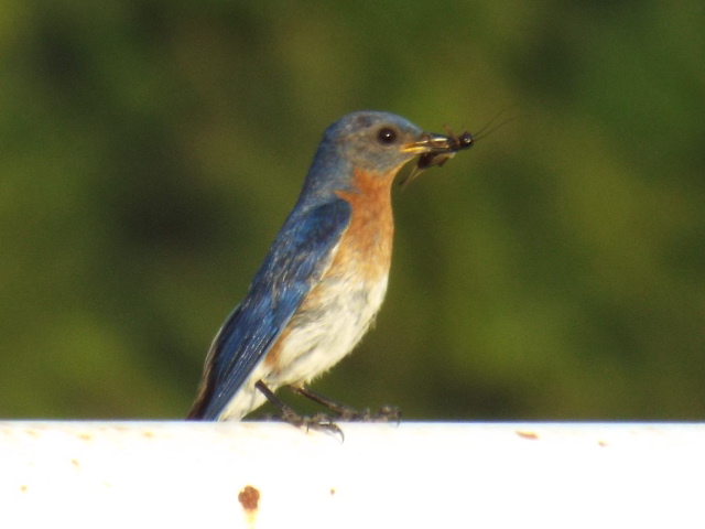 there is a blue bird eating a piece of food