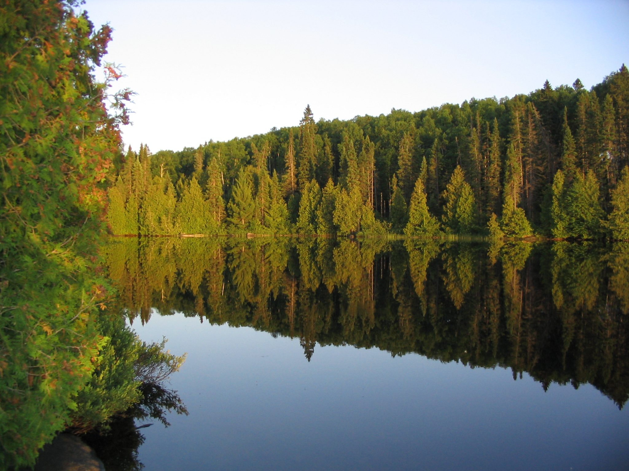 a tree lined lake in the middle of a forest
