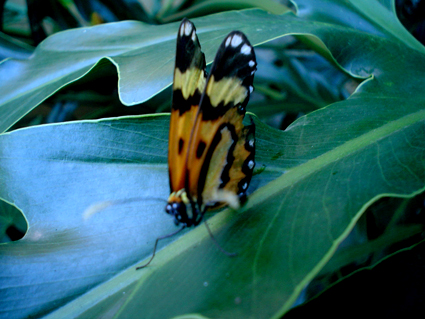 two erflies on some green leaves together