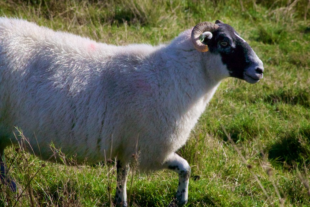 a black and white sheep is walking in a field