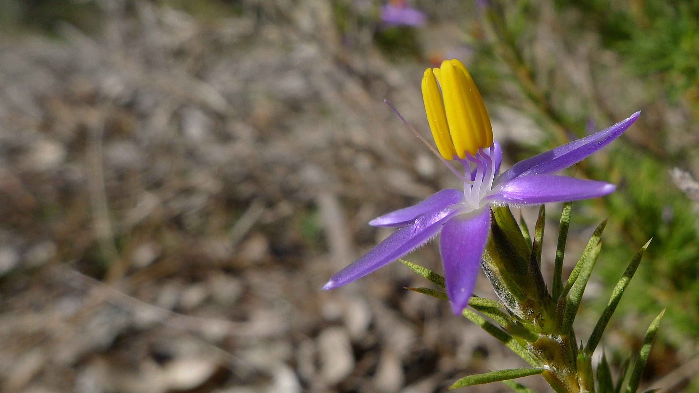 a close up of a flower that is growing in the grass