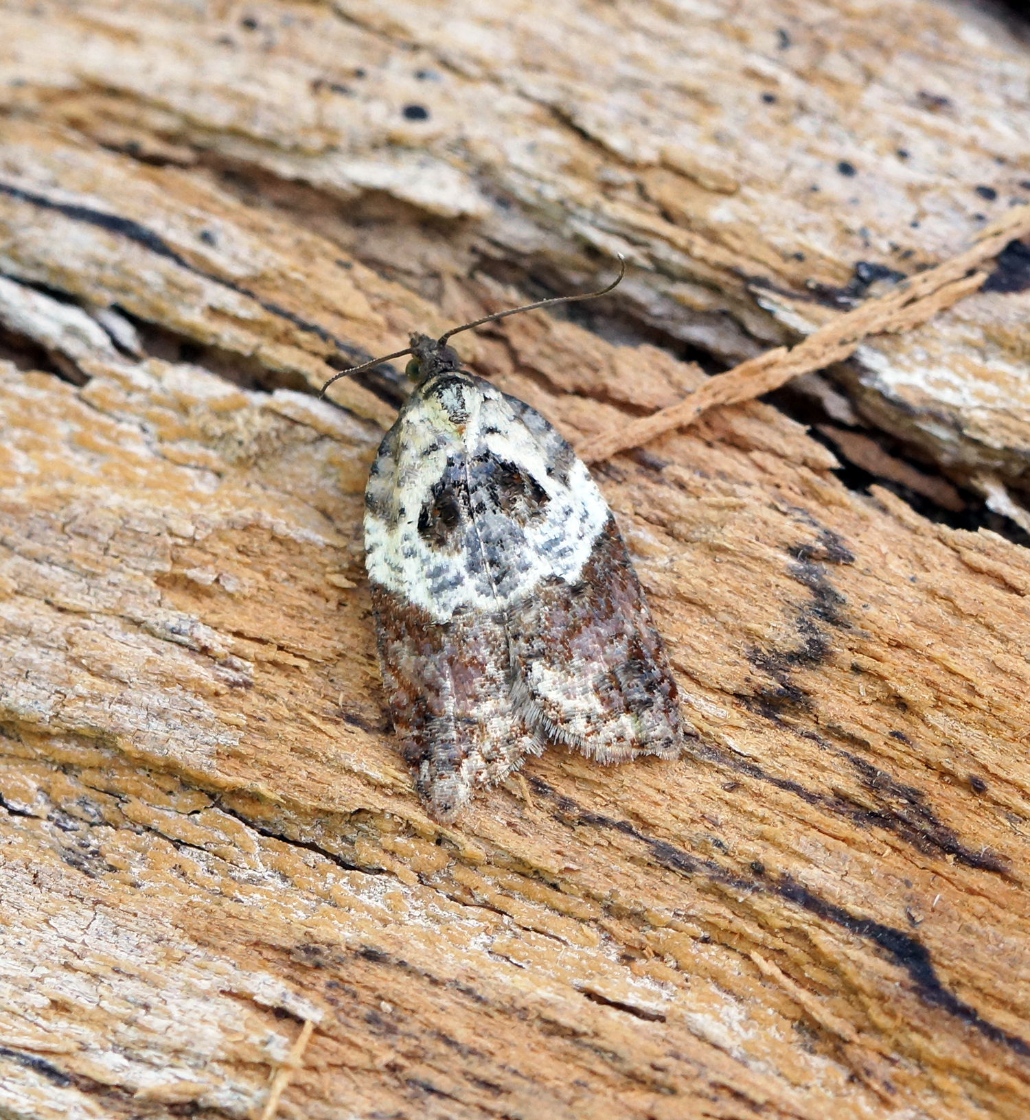 an orange and white insect crawling on a rock