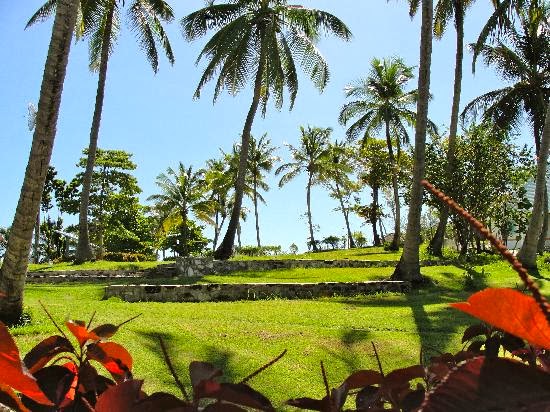 a tropical scene showing a grassy area with trees and plants