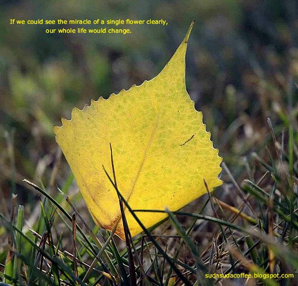 a yellow leaf laying in the grass with a quote on it