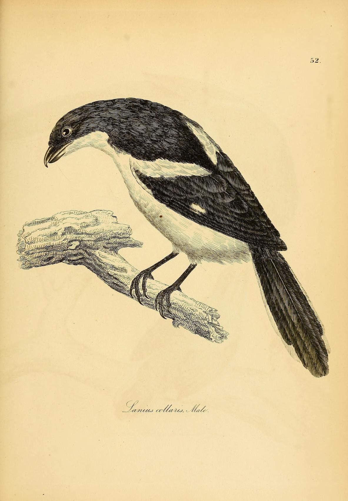 a drawing of a bird perched on a nch