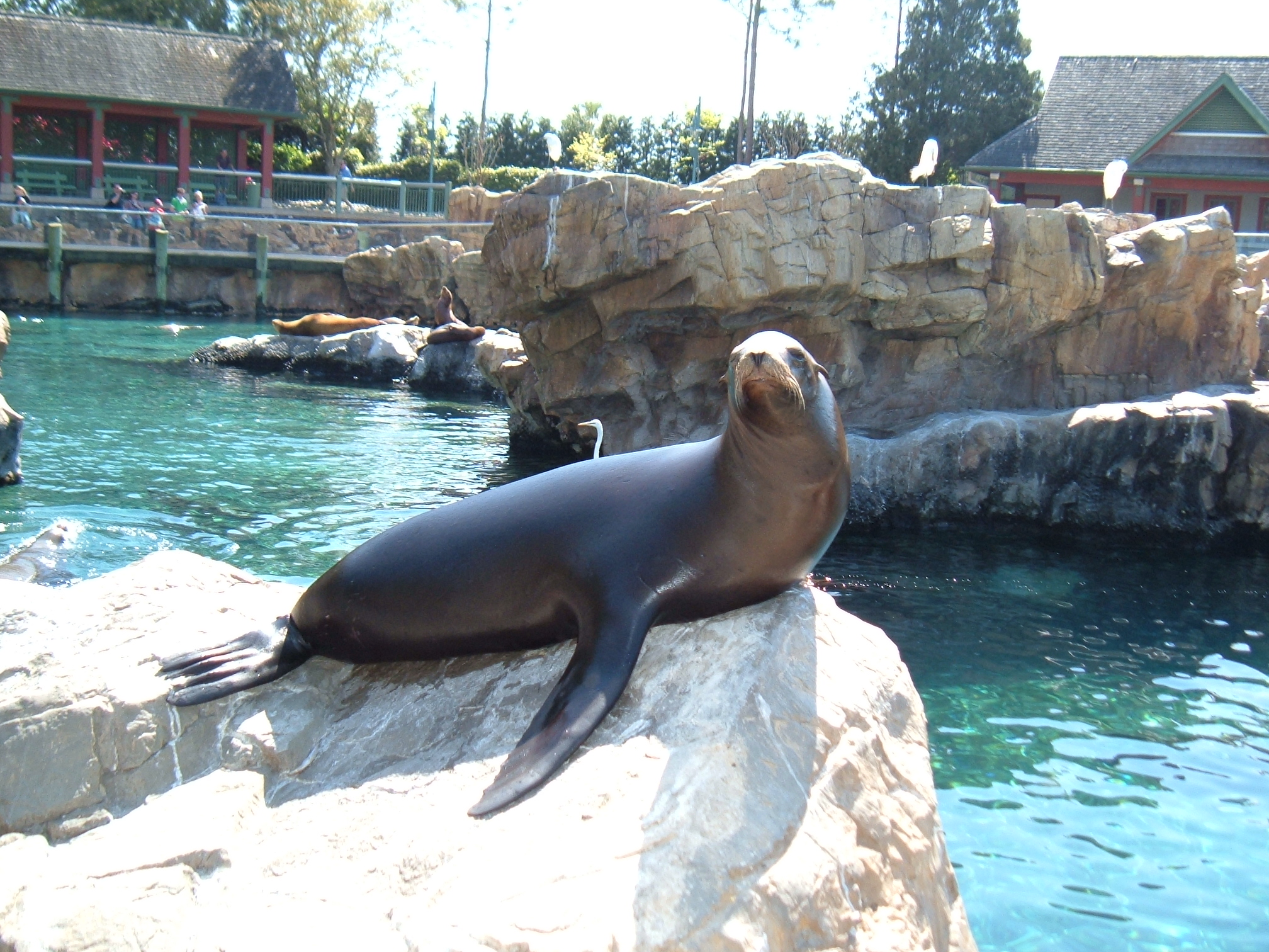 a seal sitting on the rock in its habitat