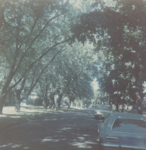 an old time po of a tree lined street