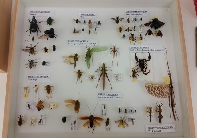 there are many bugs and insects in this display