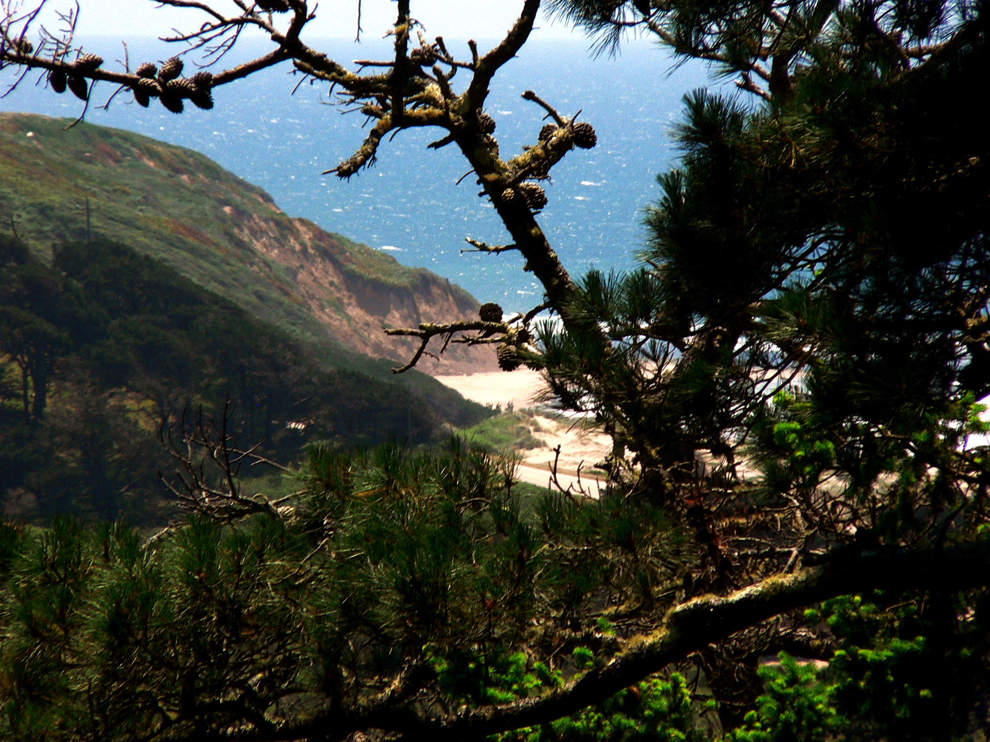 the view from a forest overlook of the ocean