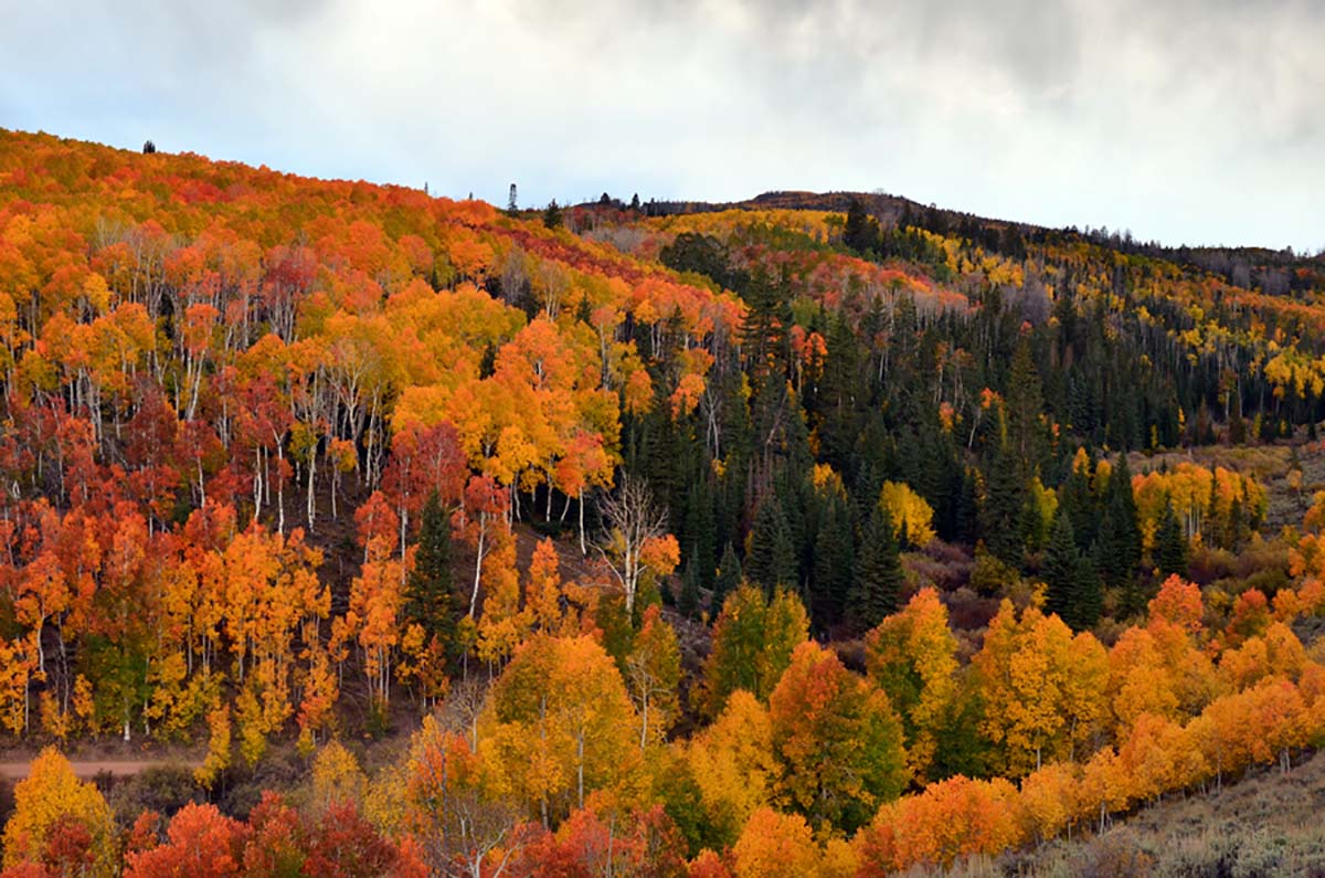 a forest filled with lots of trees surrounded by tall colorful trees