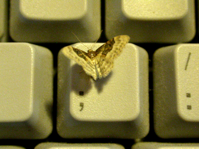 a yellow and black erfly sitting on top of white keys