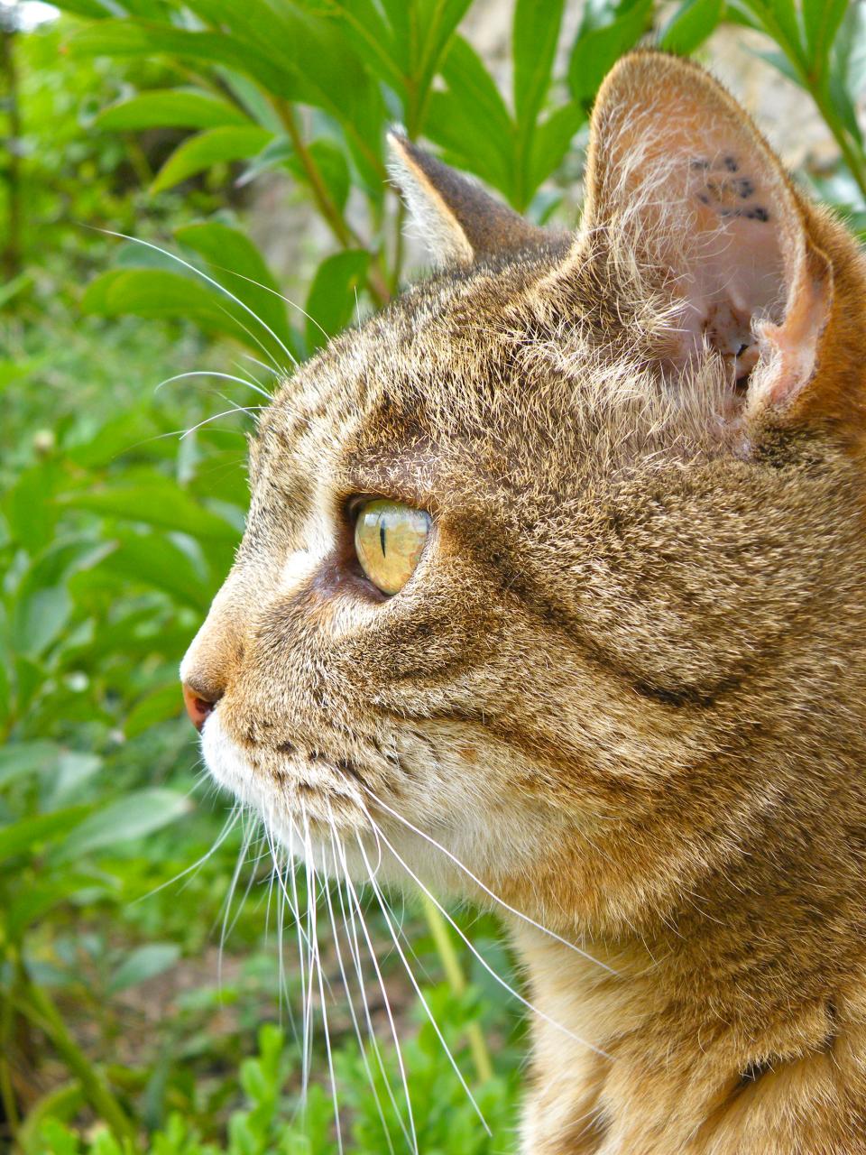 cat looking out to the side with head tilted