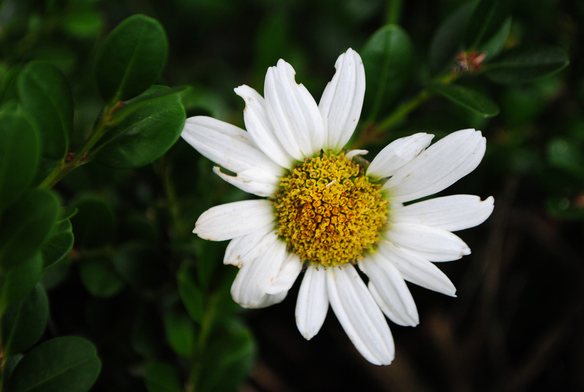 a close - up s of a white daisy that has a yellow center