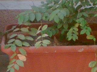 a plant with green leaves is sitting in the flowerpot