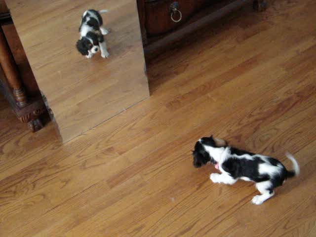 a dog sitting on the ground looking at its own reflection in a mirror