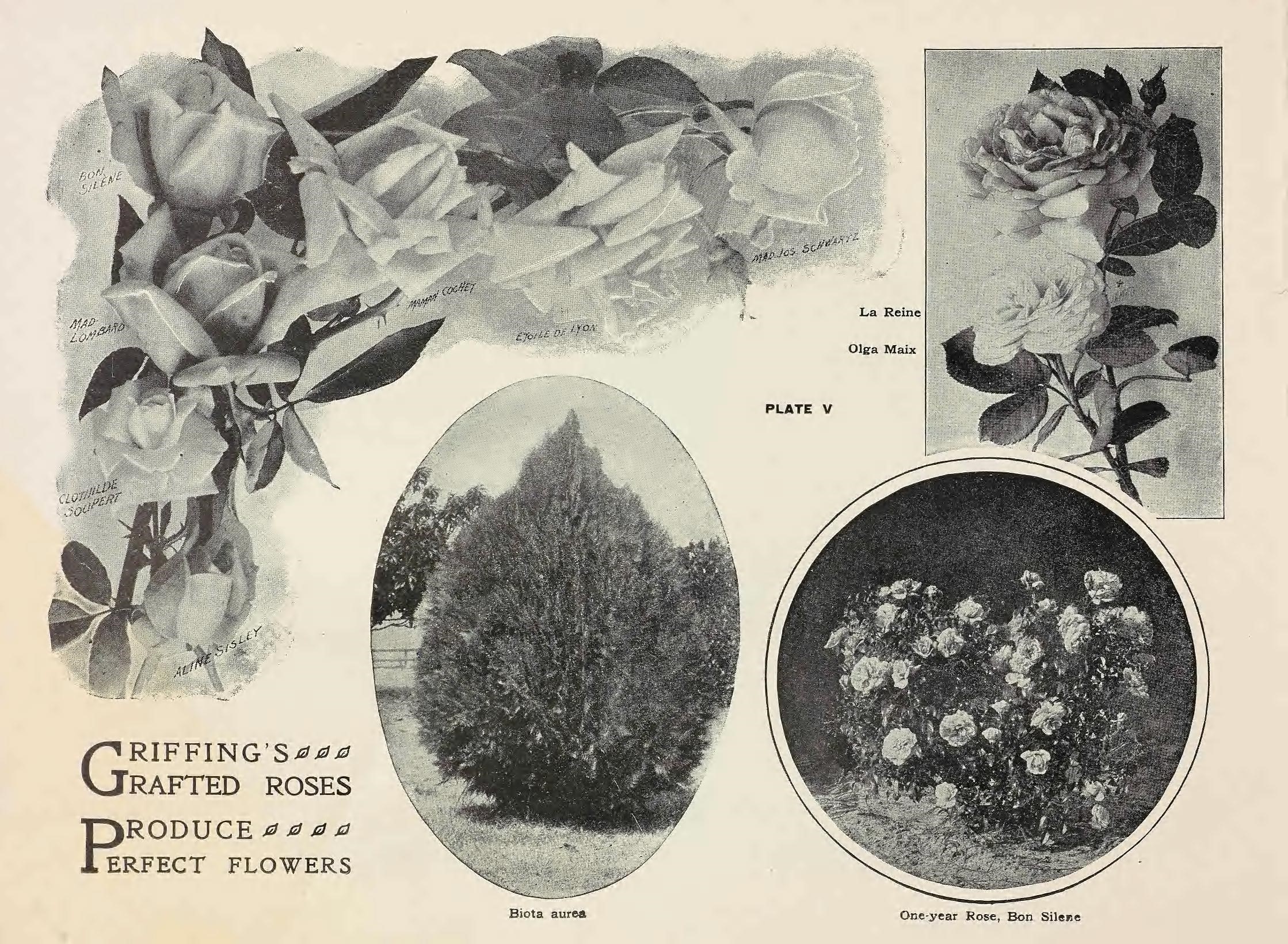 an old book page with two pictures of flowers