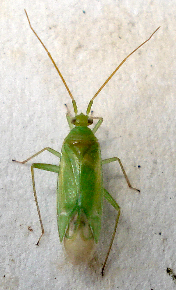 a green bug on the floor and a tiny ball of white stuff