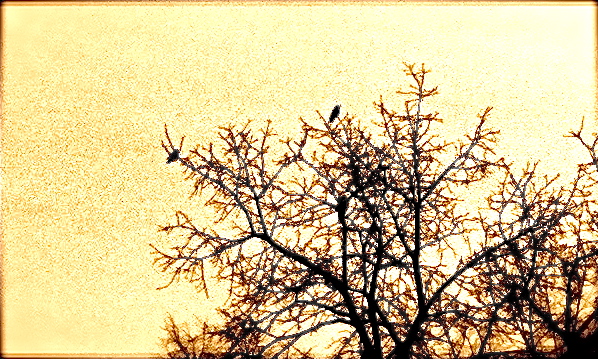 silhouette of tree and two birds against orange sky