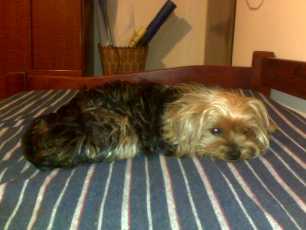 small dog laying on striped comforter in room