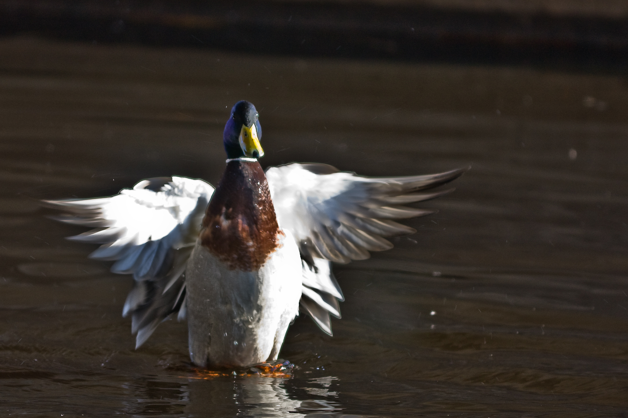a mallard taking off in the water with it's wings spread