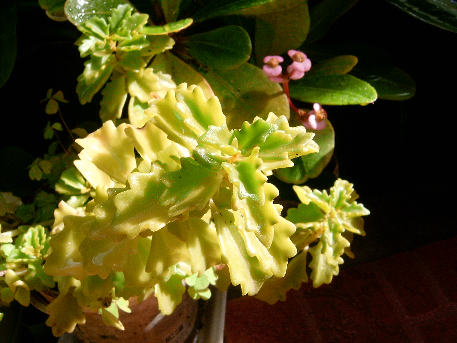 a yellow flower is blooming in a flower pot