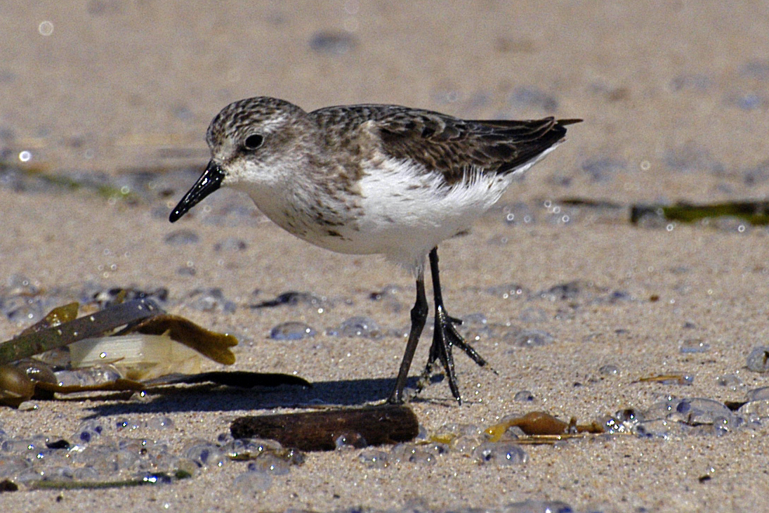 a small bird walks on the sand near some seaweed