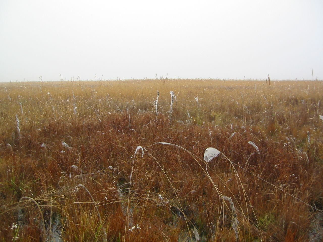 an empty field is seen in the distance