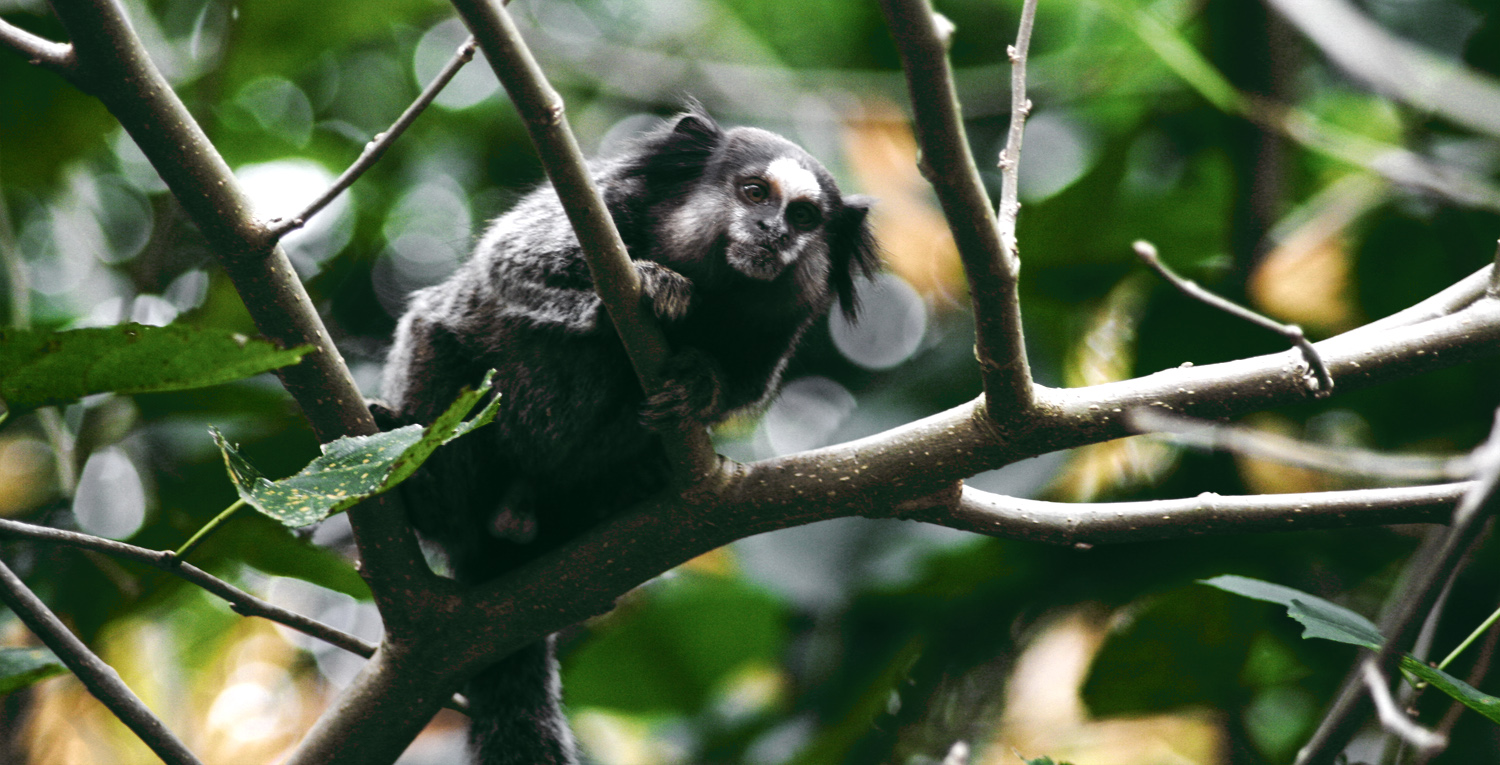 a monkey sitting on a tree nch looking into the distance