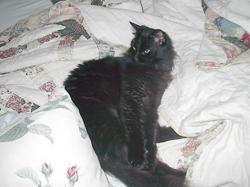a black cat laying on top of pillows on top of a bed