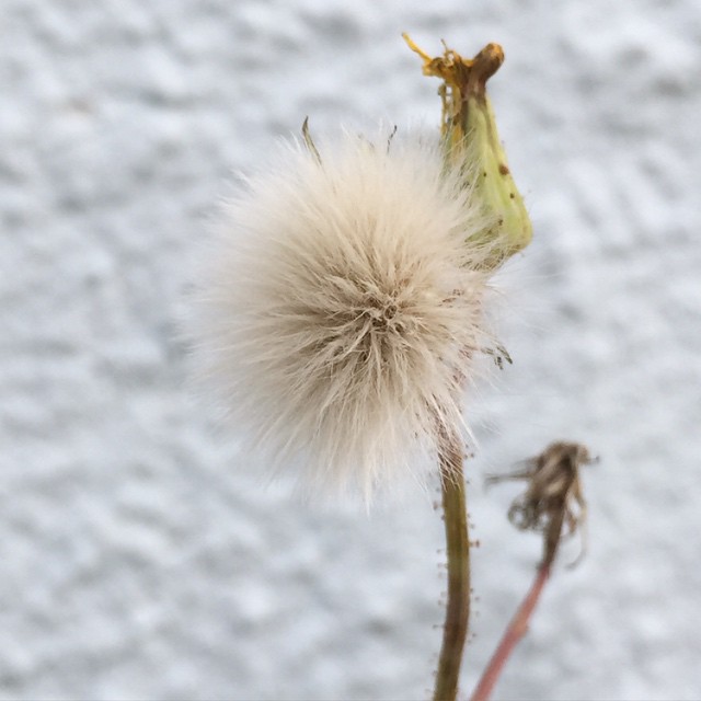 a dandelion with white seeds in the wind