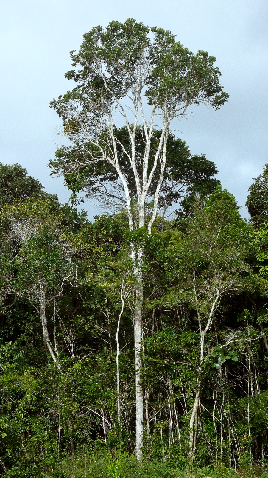 a forest filled with lots of trees on the side of a road