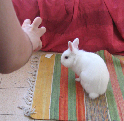 a small white rabbit sitting on top of a rug