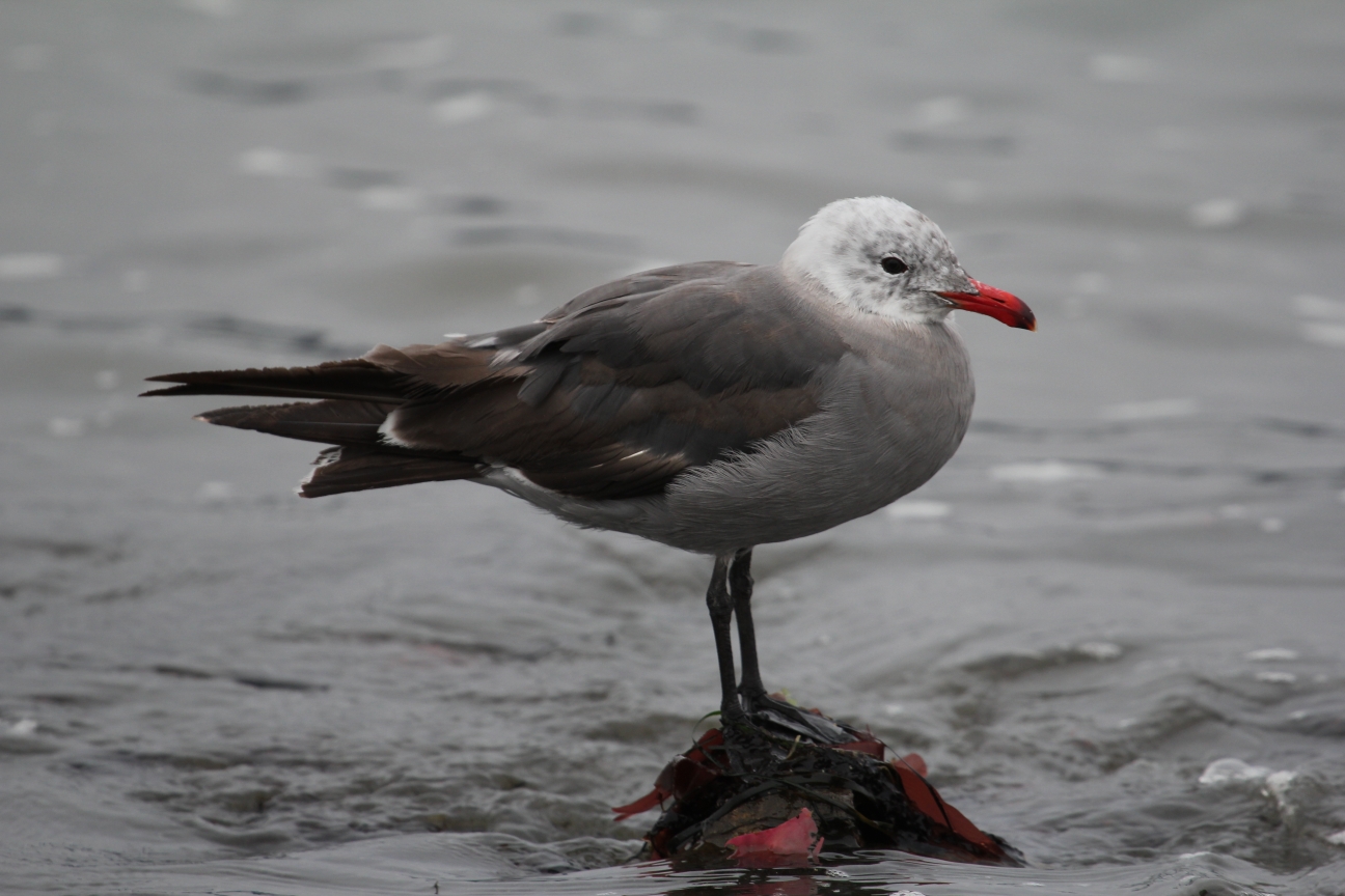 a bird with a red beak is standing on a rock in the water