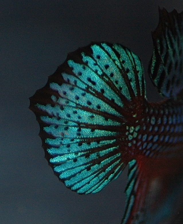 a close up s of a blue and green fan shape fish