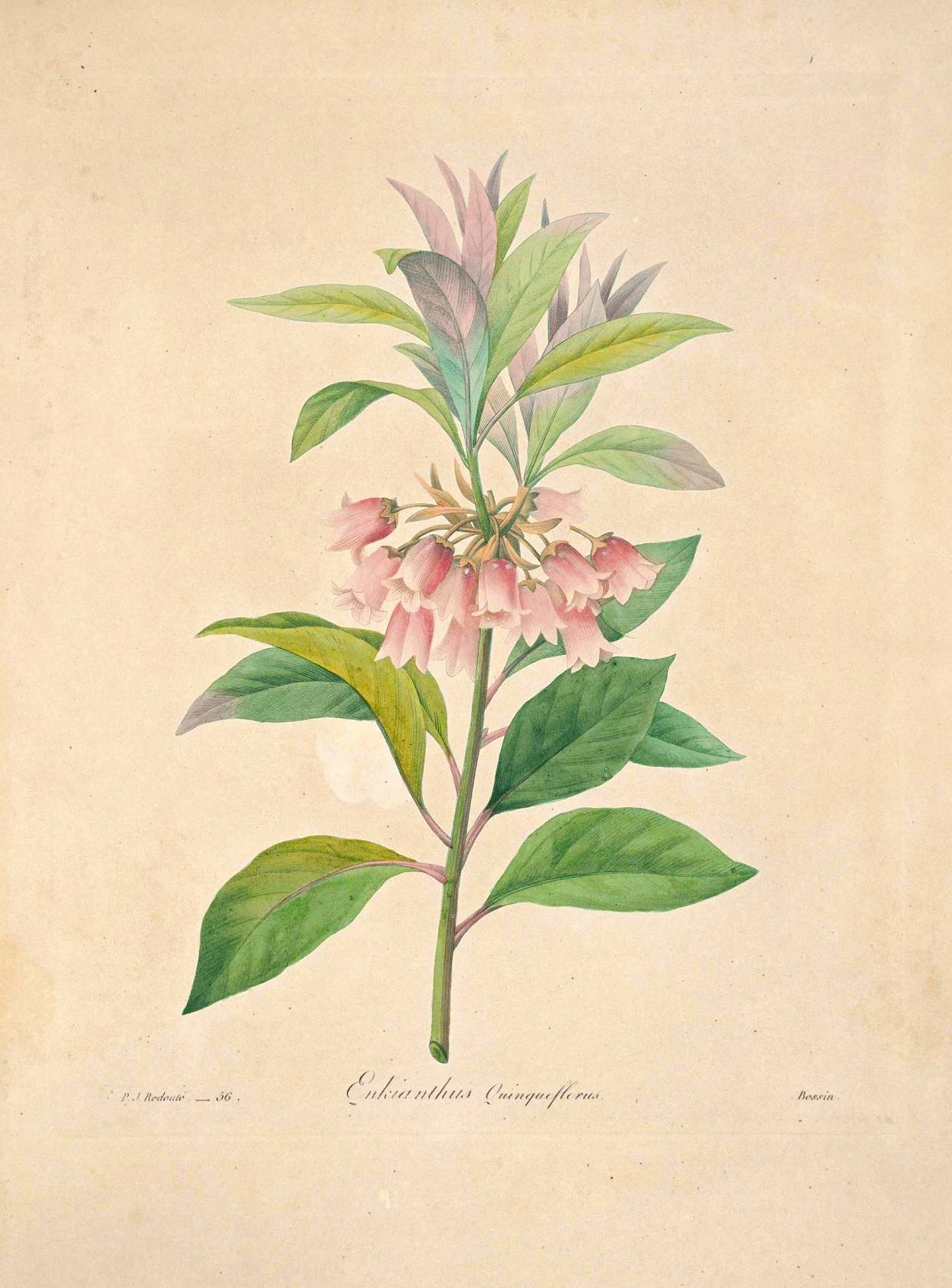 a drawing of a flower is shown in color