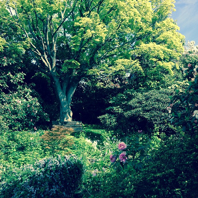 a large tree sits among plants on top of a hill