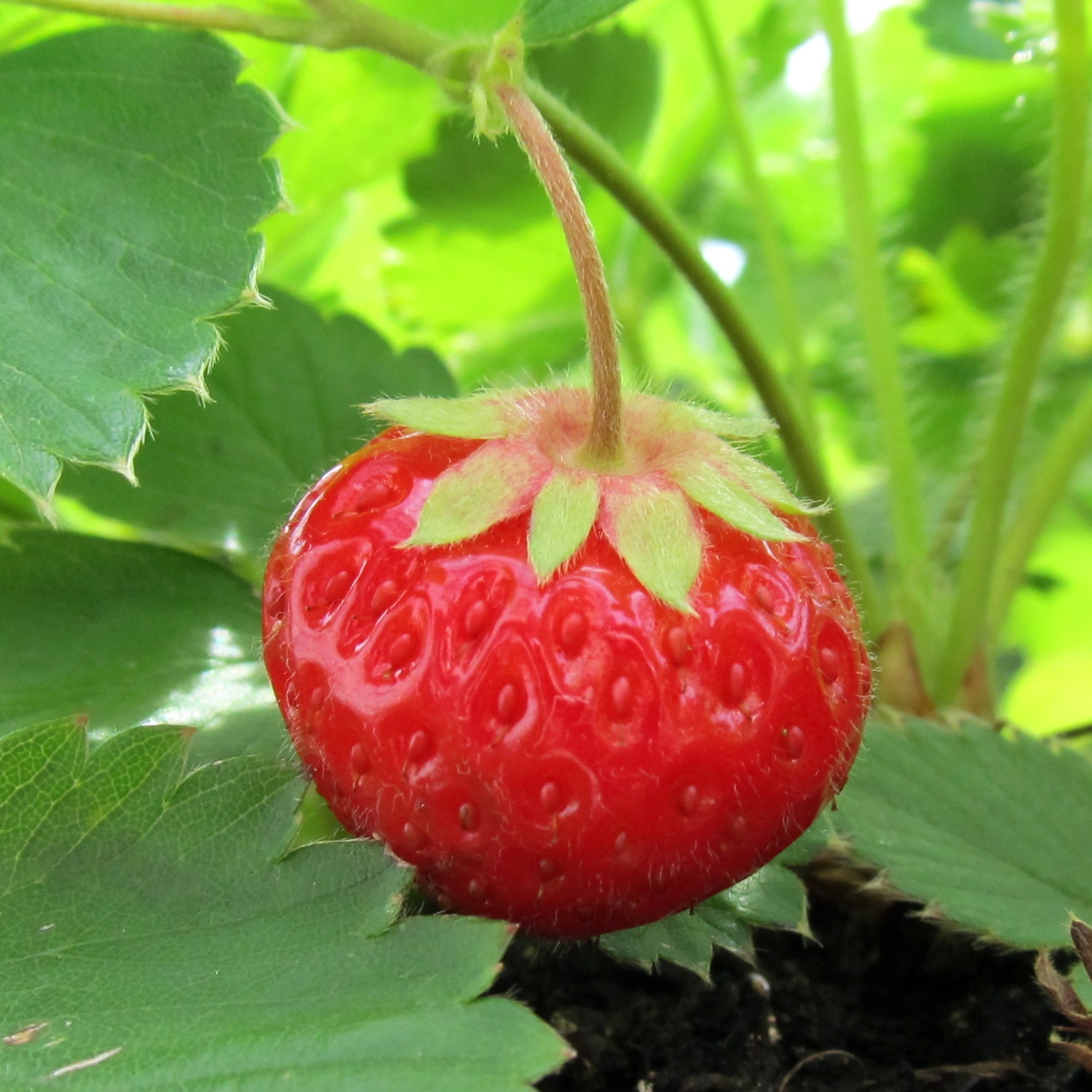 a bright ripe red strawberry sits among green leaves