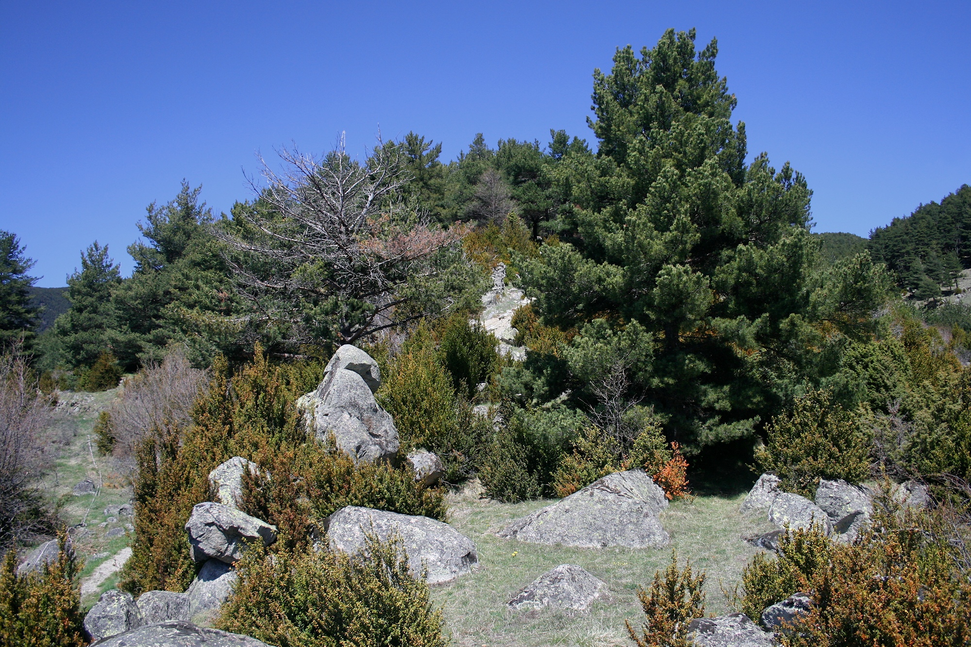 a group of trees sitting between rocks in the grass