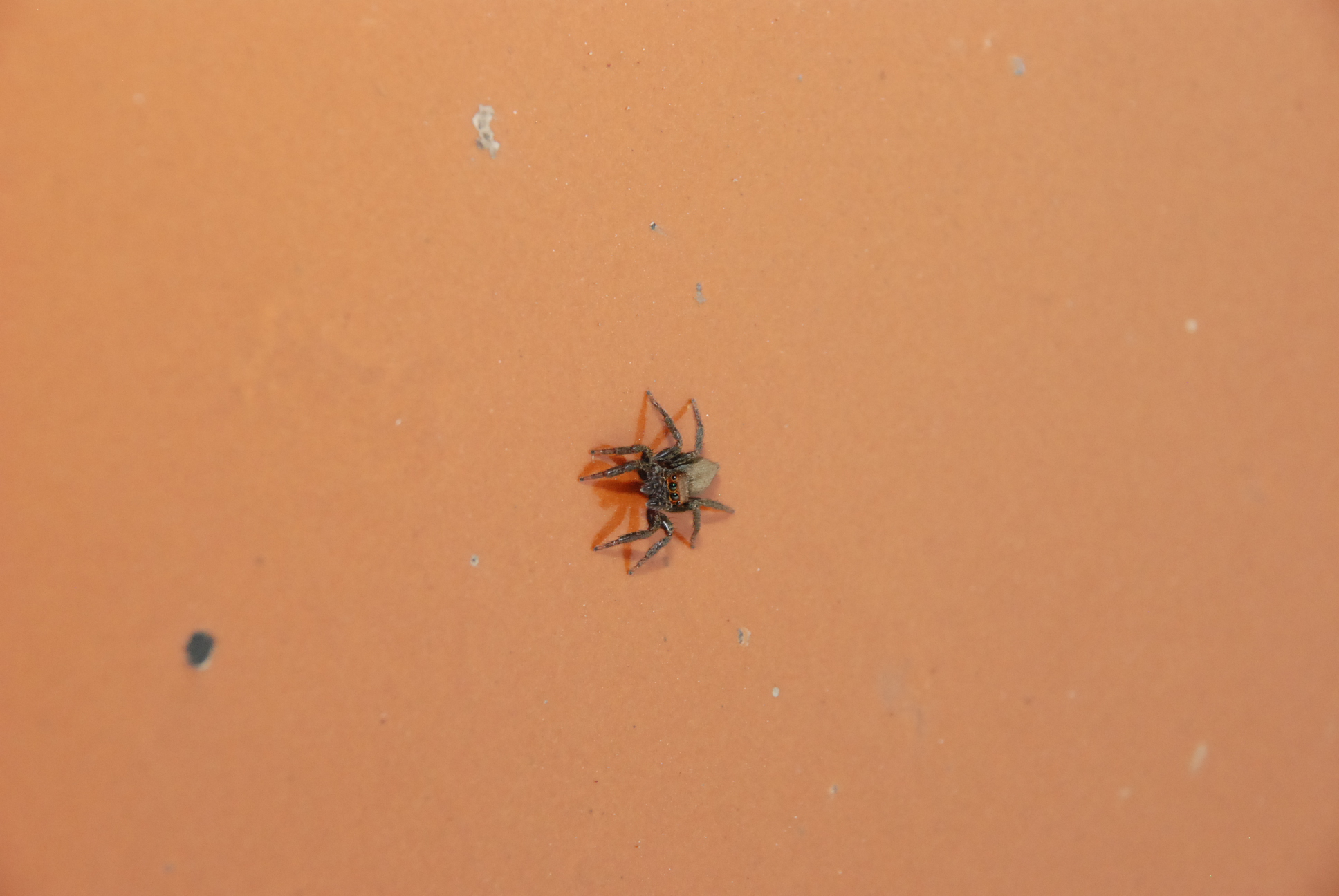 a spider crawling in water on top of orange dirt